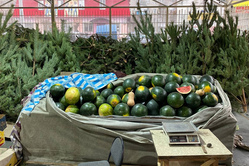 Вольские лесхозы не будут рубить елки к Новому году