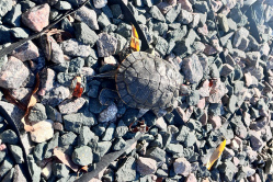 В Вольске домашнюю черепаху принесли в парк и выпустили в пруд