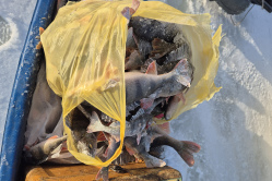 Татаринова заподозрили в превышении норм вылова рыбы на Волге