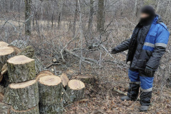 Балаковец срубил в вольском лесу 12 дубов для бани и попал под статью