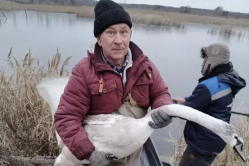 В Вольском районе спасли лебедя на замерзшем пруду