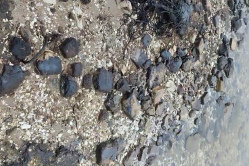 Берег Волги в Вольске залит мазутом