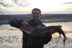 Саратовский чиновник купил у рыбака из Вольска щуку с 2 кг икры