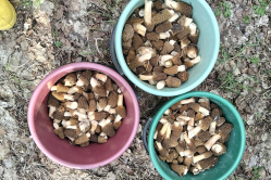 В лесах Вольского района ведрами собирают сморчки