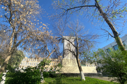 Златка в Вольске массово уничтожила деревья