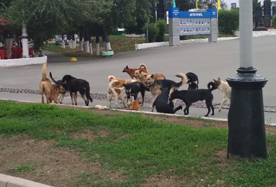 В Вольске растет количество укушенных