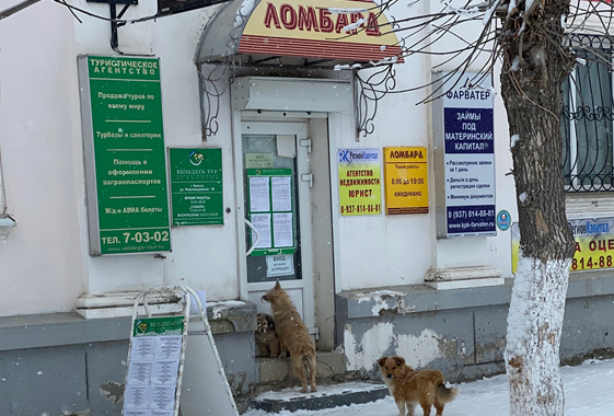 В центре Вольска собаки штурмовали ломбард