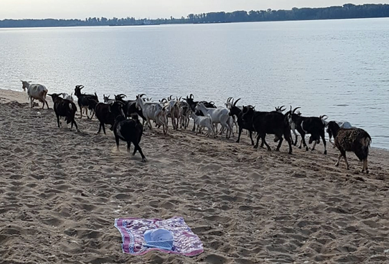 Вольский пляж заполонили козы и собаки