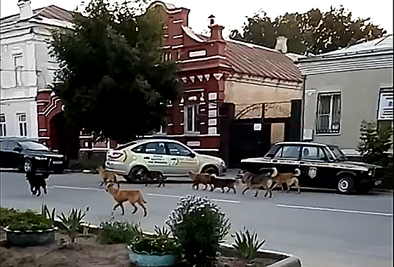 В Вольске бродячие собаки перегрызли домашних кошек