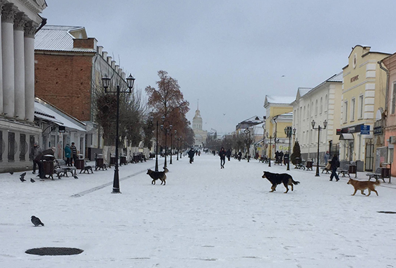 Центр Вольска заполонили бродячие собаки