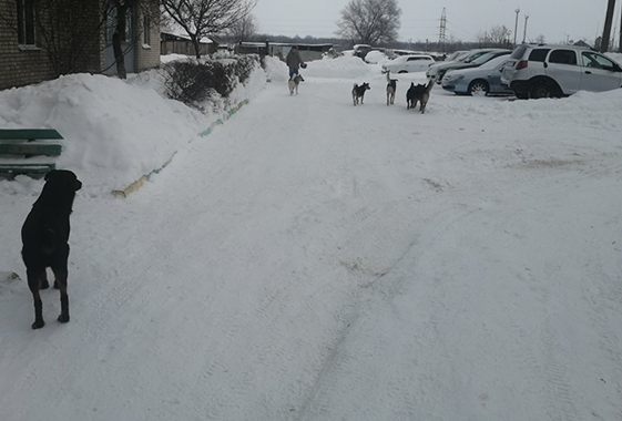 Под Вольском 14-летнего мальчика искусала стая собак