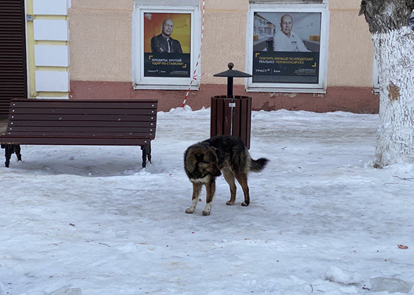 Защитникам бездомных собак предложили убирать экскременты