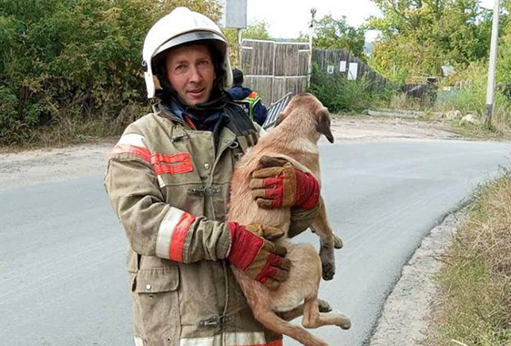 В Вольске для собаки в колодце вызывали спасателей