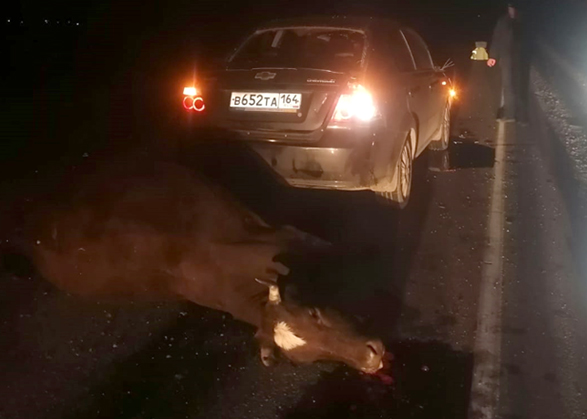 В Вольском районе иномарки сбили двух коров