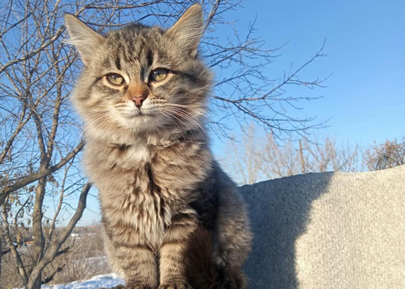 Монастырь в Вольске раздает грустных котиков