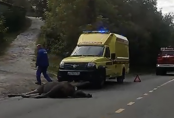 В Вольске легковой автомобиль сбил лося