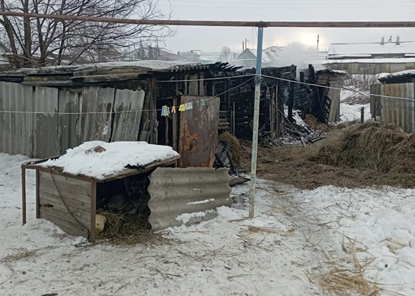 На пожаре в Вольском районе сгорели три козы