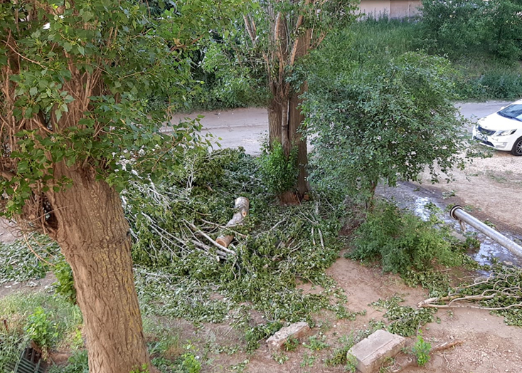 В Вольске сотрудники водоканала спилили дерево и повредили трубу