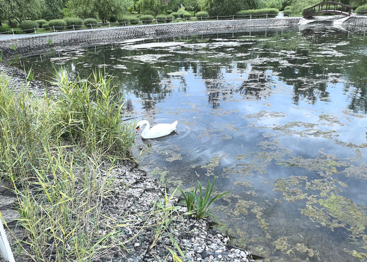 Озеро с лебедями в парке Вольска превращается в болото