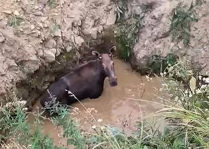 В Вольске из ямы с водой спасли лося