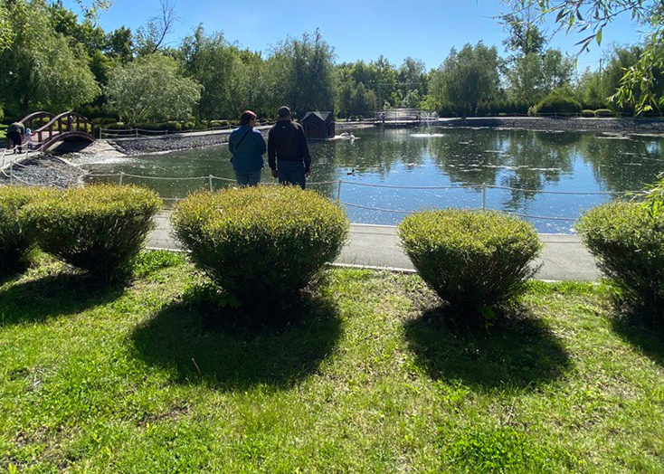В Вольске голуби оккупировали озеро в парке
