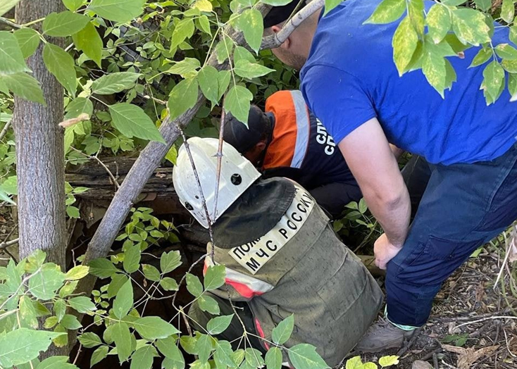 В Вольске собака провалилась в трехметровый колодец с водой