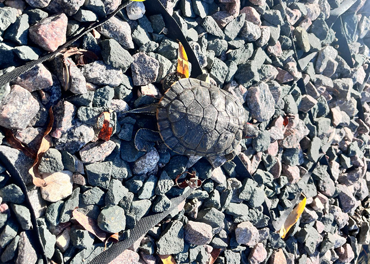 В Вольске домашнюю черепаху принесли в парк и выпустили в пруд