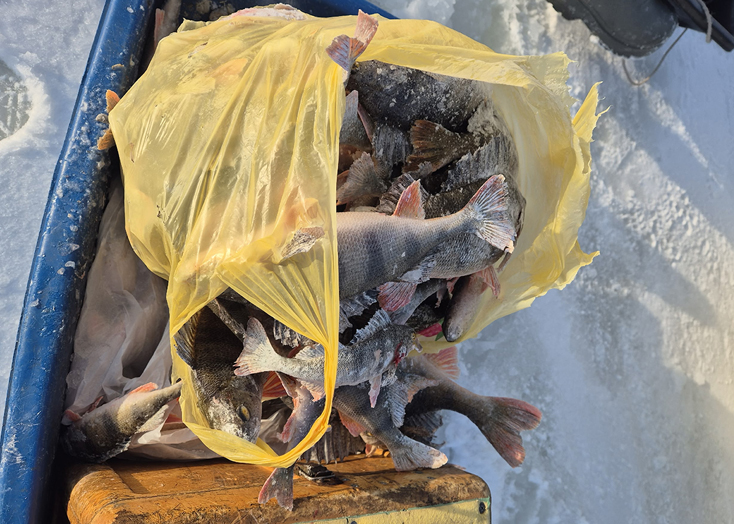 Татаринова заподозрили в превышении норм вылова рыбы на Волге