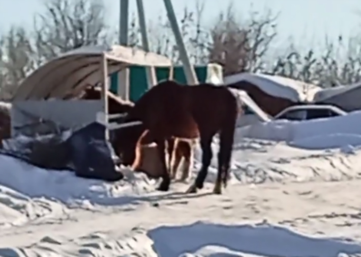 На жителей Вольска у мусорных баков кидались лошади