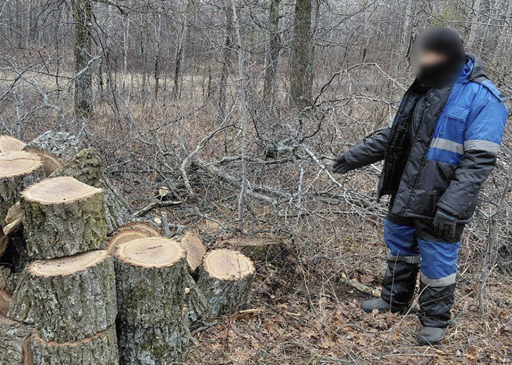 Балаковец срубил в вольском лесу 12 дубов для бани и попал под статью