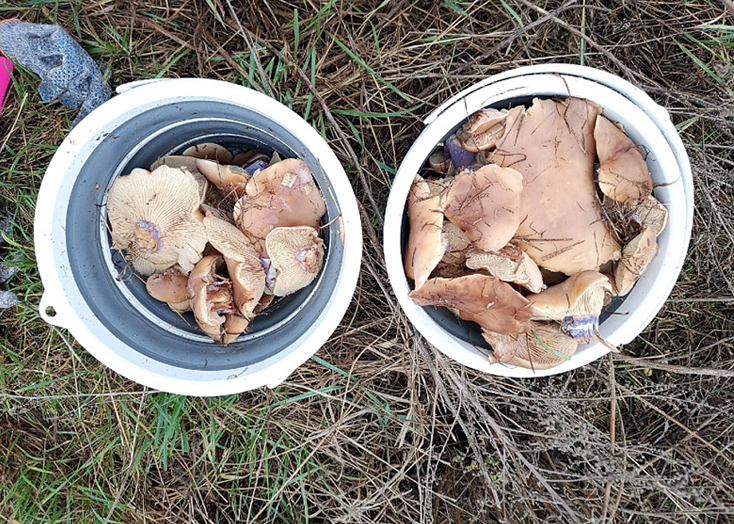 В Вольском районе в декабре продолжают собирать грибы