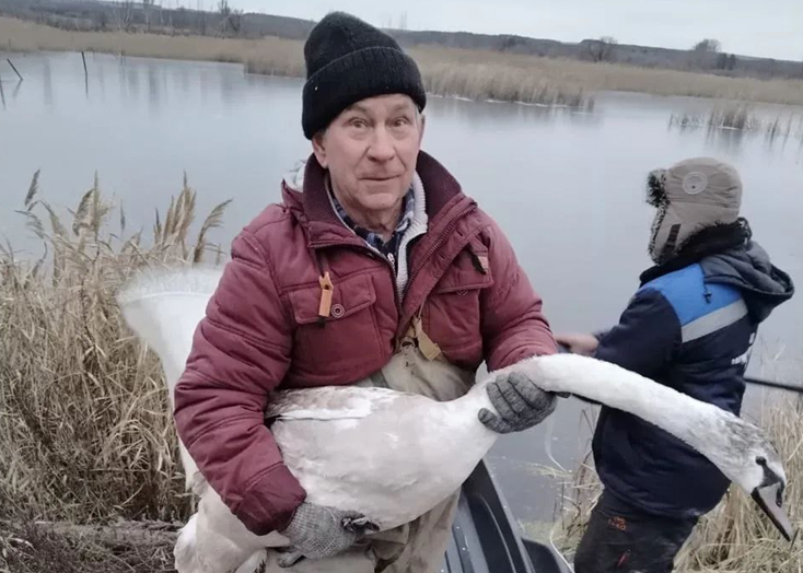 В Вольском районе спасли лебедя на замерзшем пруду