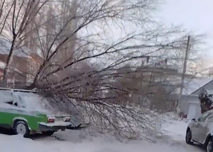 В Вольске шквалистый ветер уронил дерево на автомобиль