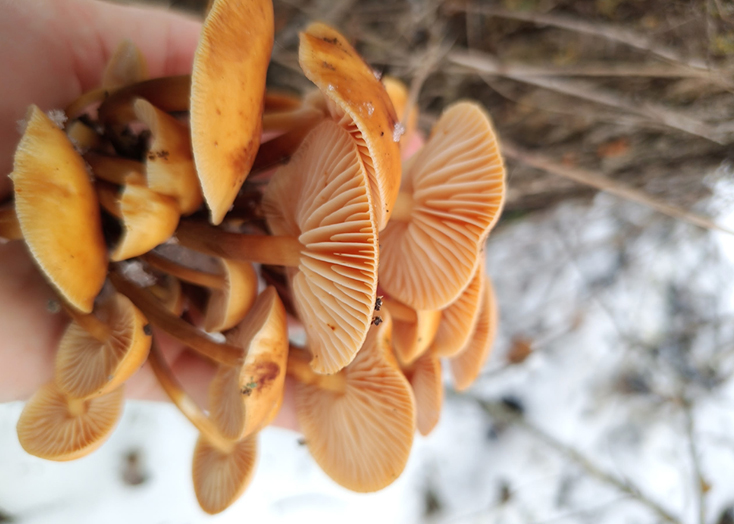 В Вольском районе после снегопада собирают грибы