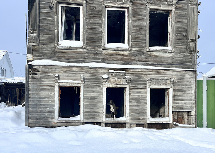 Бродячие собаки поселились в сгоревшем доме и нападают на жителей Вольска