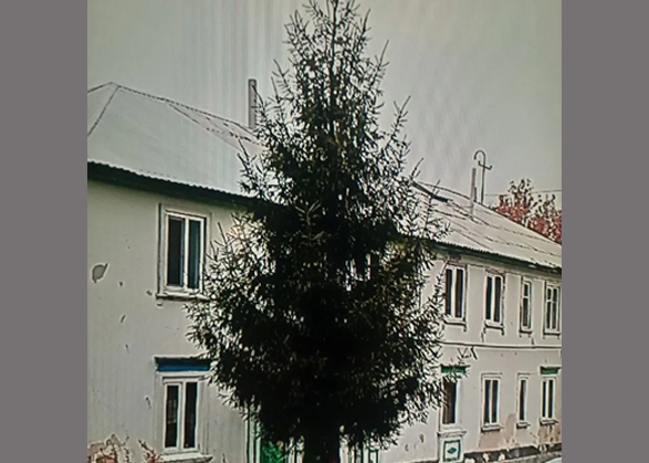 В Вольске за 10 тысяч рублей продают растущую у дома 20-летнюю ель