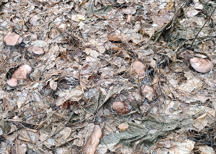 Жители Вольска в минусовую погоду собирают грибы