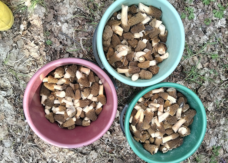 В лесах Вольского района ведрами собирают сморчки