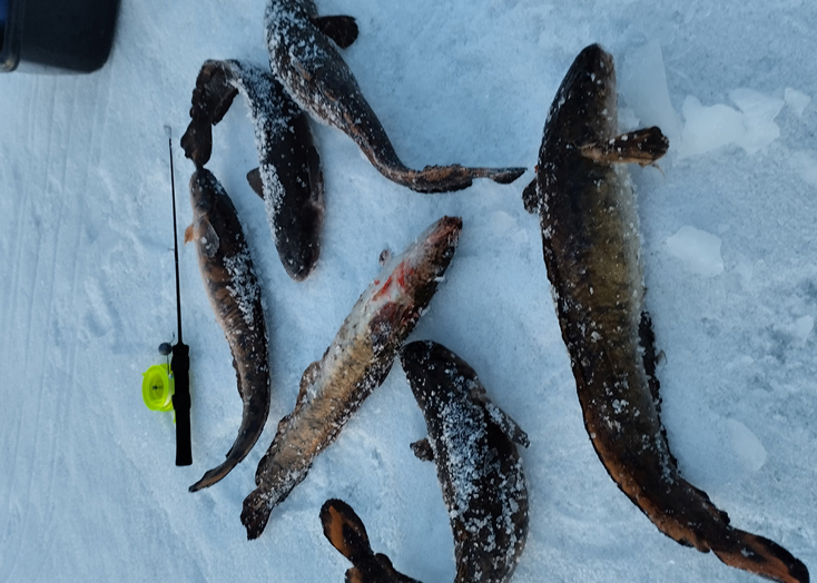 Жители Вольска не прекратили рыбалку на весенней Волге