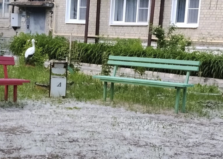 Жители Вольска задыхаются от тополиного пуха