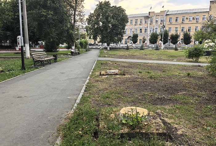 Озвучено количество спиленных деревьев в центральном сквере Вольска