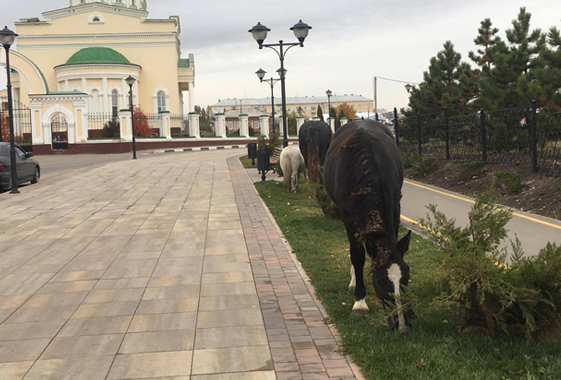 Лошади съели газон на новой пешеходной улице Вольска