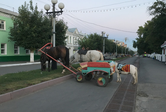 В центре Вольска лошади съели клумбу