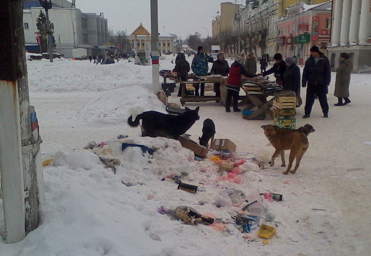 В центре Вольска организовали свалку, куда сбегаются бродячие собаки (фото)