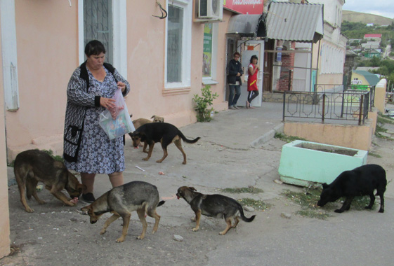 Собака порвала ухо 9-летнему мальчику в его день рождения